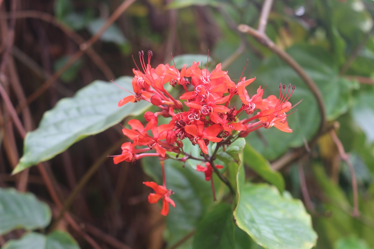 Clerodendrum splendens G.Don